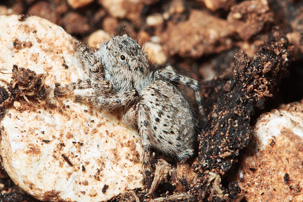 Aelurillus sp, - Malta